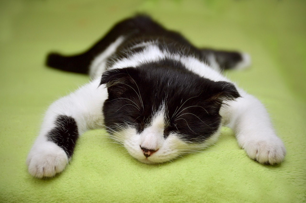 Katze nach Sturz in Kanalrohr gerettet – glückliches Ende in Krenglbach