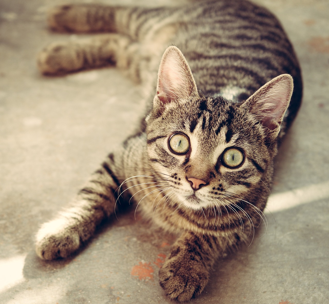 Katze in Kärnten mit Softgun verletzt – Polizei ermittelt