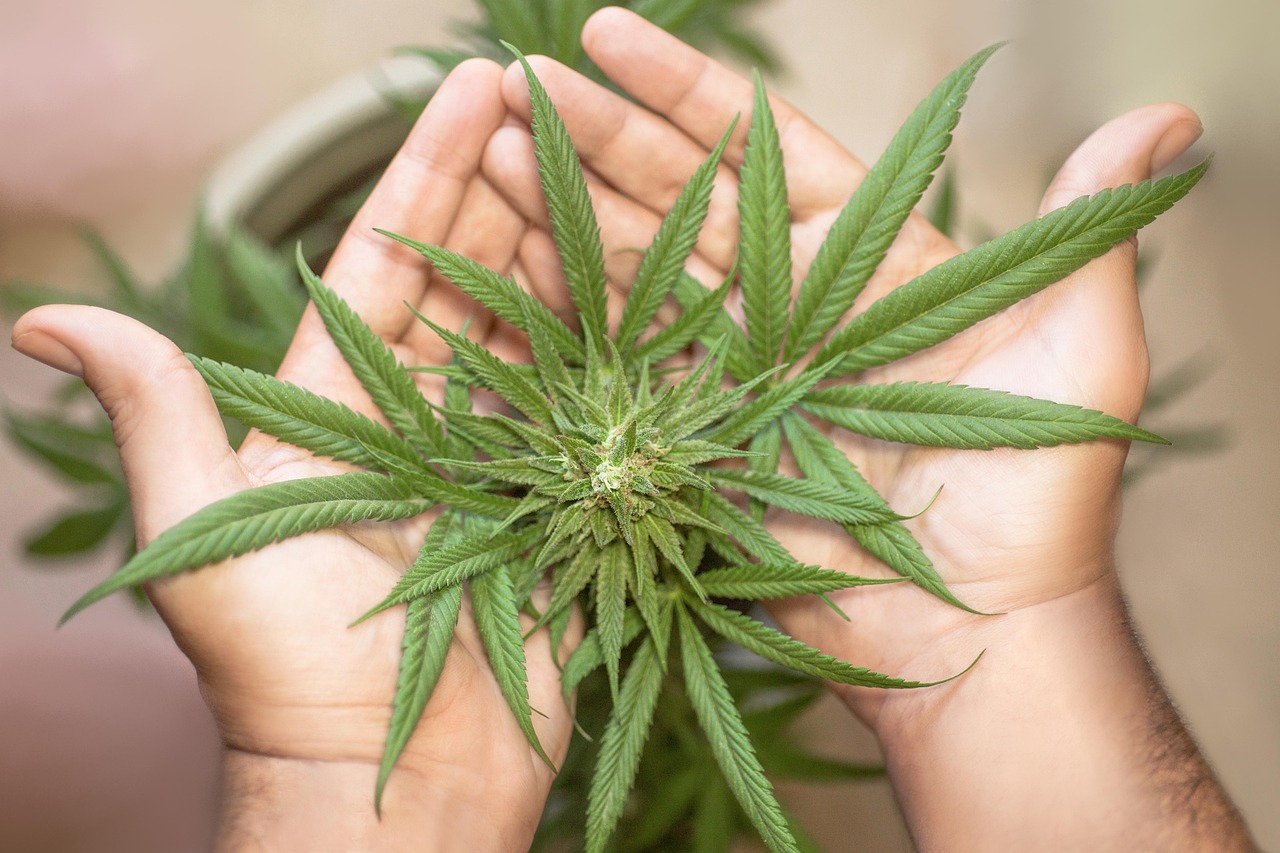Cannabis und der Umgang mit dem Eigengebrauch